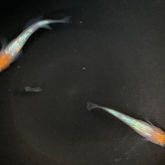 25-4 厳選 メダカ　王華　1ペア (画像個体現物)の画像