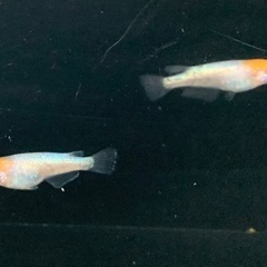25-4 厳選 メダカ　王華　1ペア (画像個体現物)の画像