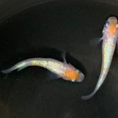 25-4 厳選 メダカ　王華　1ペア (画像個体現物)の画像