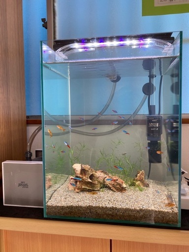 水槽セット