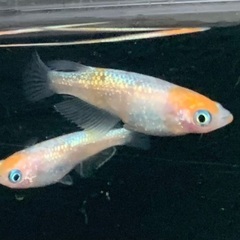 25-5 厳選 メダカ　王華　1ペア (画像個体現物)の画像