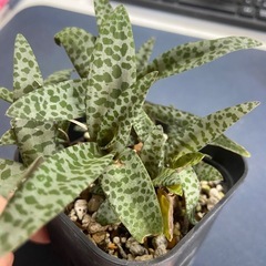 ケープバルブ　球根植物　レデボウリア・ソシアリス③の画像
