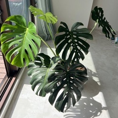 モンステラ　観葉植物の画像