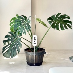 モンステラ　観葉植物の画像