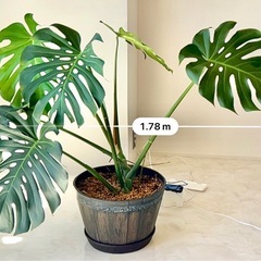 モンステラ　観葉植物の画像