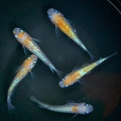 25-6 メダカ　王華　2ペア+オス1匹　(5匹  画像個体現物)の画像