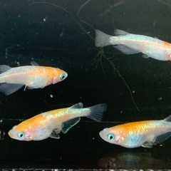 25-6 メダカ　王華　2ペア+オス1匹　(5匹  画像個体現物)の画像
