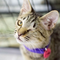 重度の猫風邪で片目を失ってしまった子猫たち。