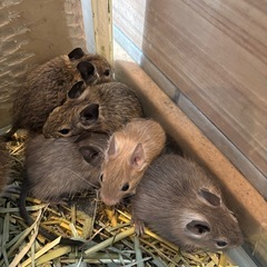 デグー