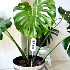 モンステラ　観葉植物の画像