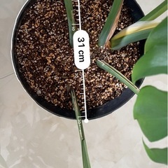 モンステラ　観葉植物の画像