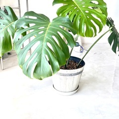 モンステラ　観葉植物の画像