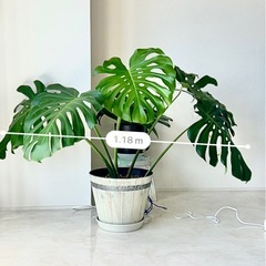 モンステラ　観葉植物の画像