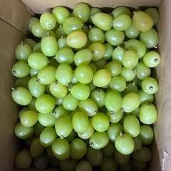 【急募】山梨県産　シャインマスカット　粒5kgの画像
