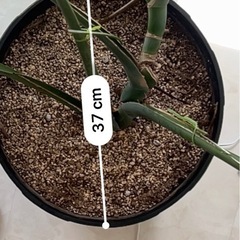 モンステラ　観葉植物の画像