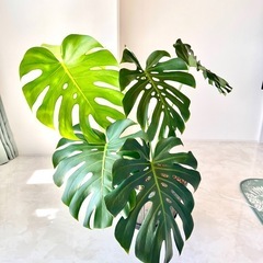 モンステラ　観葉植物の画像