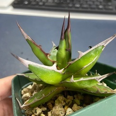 多肉植物　アガベ　ホリダ①の画像