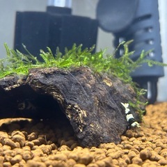 (相手決定)ウィローモス付き流木の画像