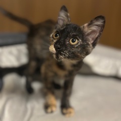 一人ぼっちでやってきた小さなさび猫さん