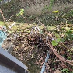 ぶどう（巨峰）の木の画像