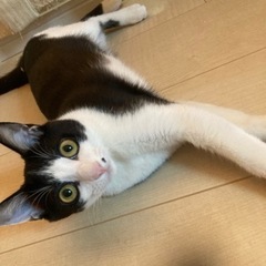 南野ホクロのハチワレ女の子❤️