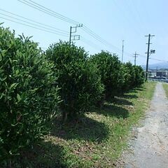 【日給１４，０００円】　樹木伐採のお手伝いの画像