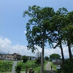 【日給１４，０００円】　樹木伐採のお手伝いの画像