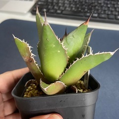 多肉植物　アガベ　チタノタ　ブラックファイヤーの画像