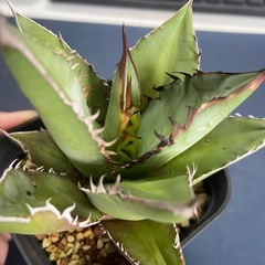 多肉植物　アガベ　チタノタ　ブラックファイヤーの画像
