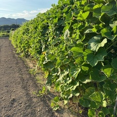 夕顔の画像