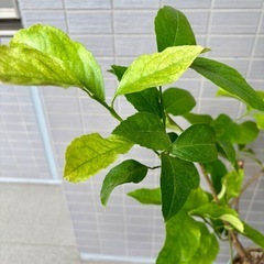 【取りに来てくださる方へ無料】　無農薬レモンの木の画像