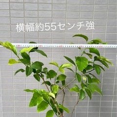 【取りに来てくださる方へ無料】　無農薬レモンの木の画像