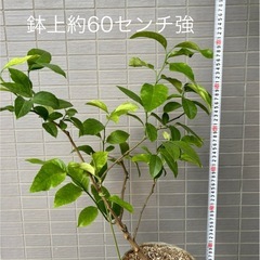 【取りに来てくださる方へ無料】　無農薬レモンの木の画像