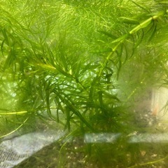 ミナミヌマエビ　水草の画像