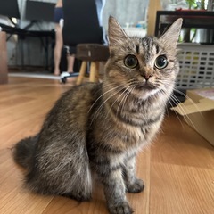 猫ちゃん【9/30まで】