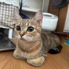 可愛い猫ちゃん【9/30まで】