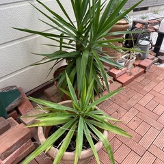 観葉植物2鉢(ユッカ)の画像