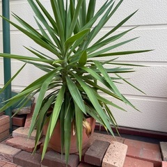 観葉植物2鉢(ユッカ)の画像