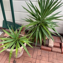 観葉植物2鉢(ユッカ)の画像