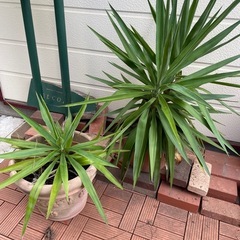 観葉植物2鉢(ユッカ)の画像