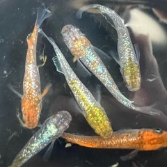 【筑紫めだか直系】隼（メダカ・メダカ）の画像