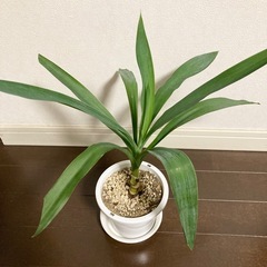 ユッカ②の画像