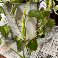 ポトス　鉢植えの画像