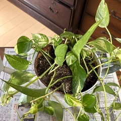 ポトス　鉢植えの画像