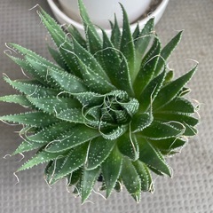 多肉植物　アロエ系？アガベ系？の画像