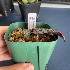 ケープバルブ　球根植物　ドリミオプシス　ブルゲイ　プルプレアの画像