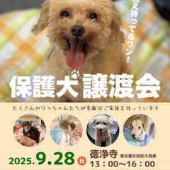 保護犬 譲渡会 9月28日 東京都