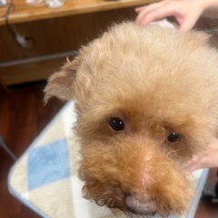 トイプードルの男の子 - 犬