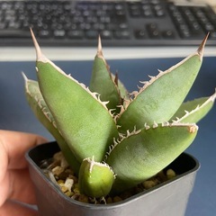 多肉植物　アガベ　オテロイ④　チタノタの画像