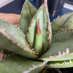 多肉植物　アガベ　オテロイ④　チタノタの画像